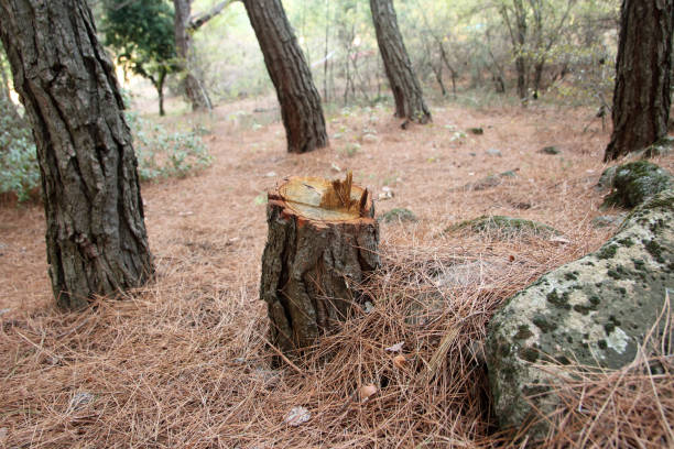 How Our Tree Care Process Works  in  Petersburg, IN