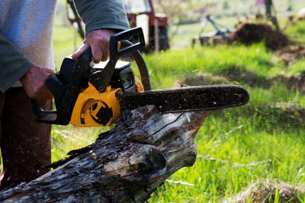 Reliable Petersburg, IN Tree Care Solutions